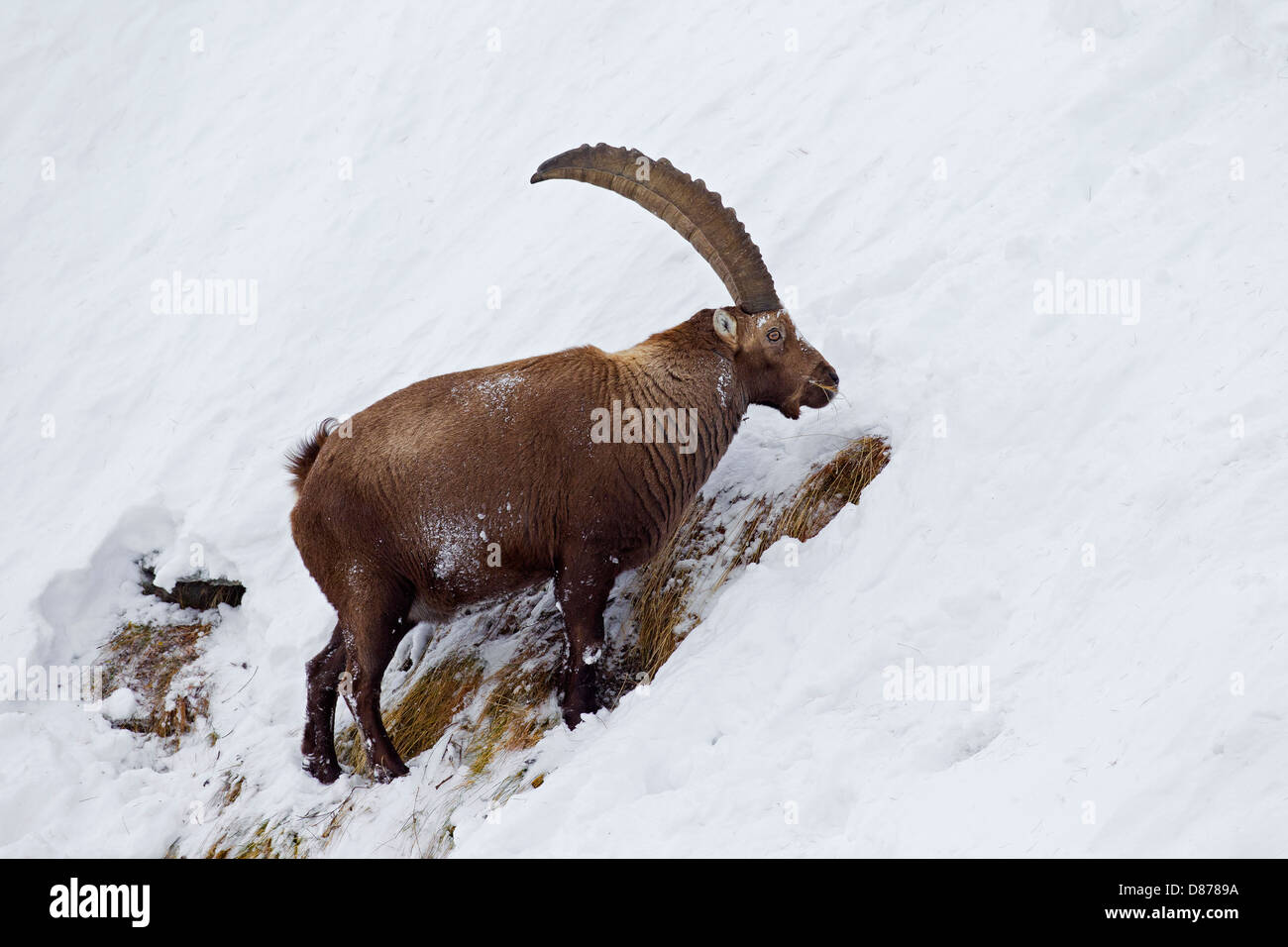 Bouquetin des Alpes (Capra ibex) buck avec de grandes cornes mange de l'herbe sur la pente de montagne dans la neige en hiver dans les Alpes Banque D'Images