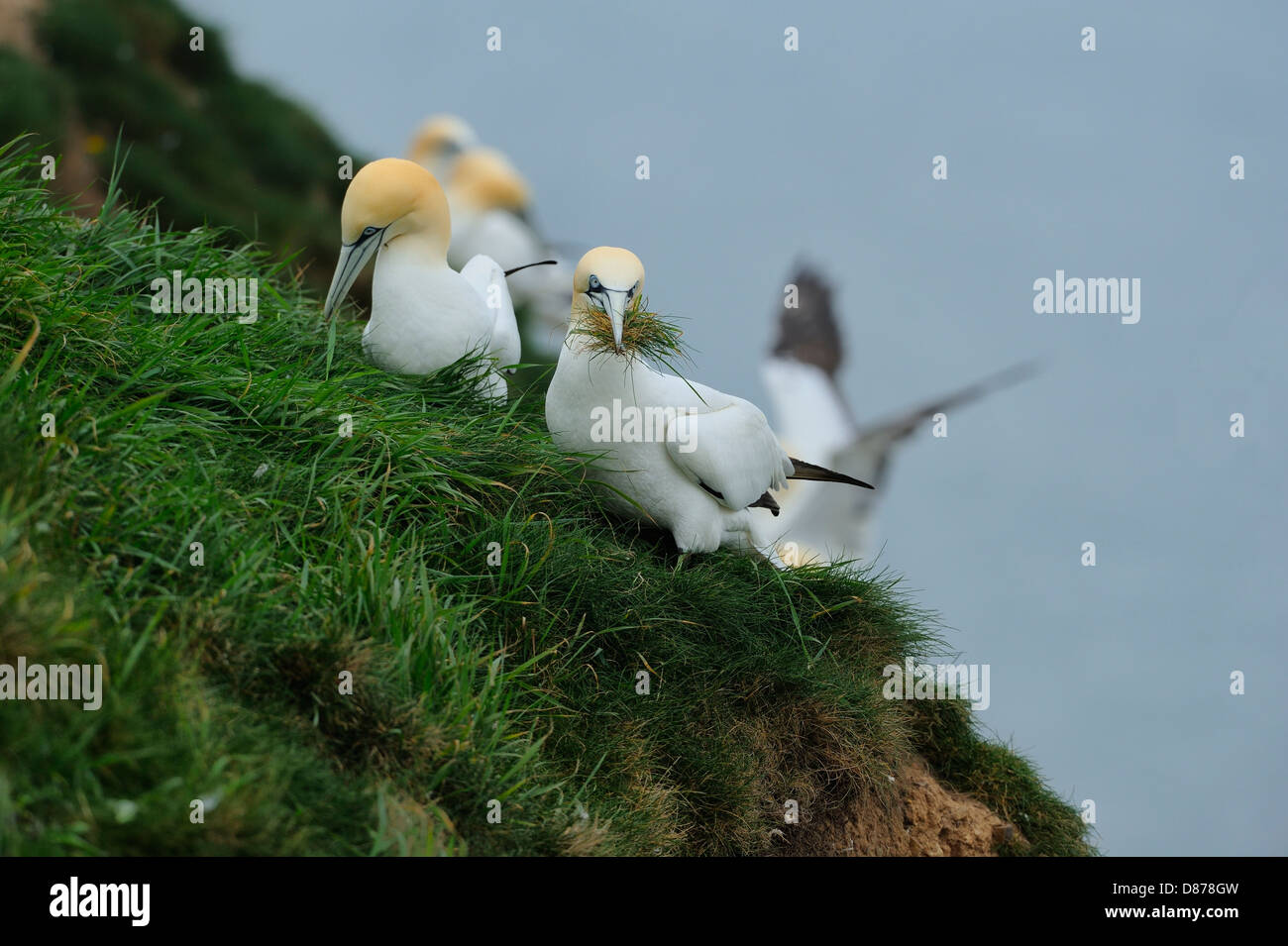 Deux fous de bassan (Morus bassanus, Sula bassana) recueillir l'herbe pour la construction du nid au sommet d'une falaise. Banque D'Images