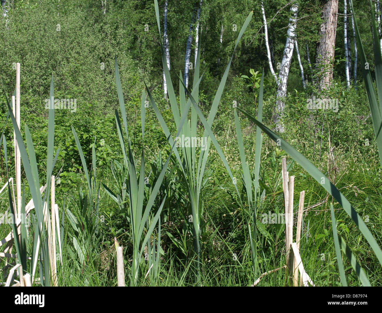 Typha / timide / bullrush reedmace / / / / corndog de quenouilles punks herbe / catninetail cumbungi / / / Rohrkolben raupo Banque D'Images