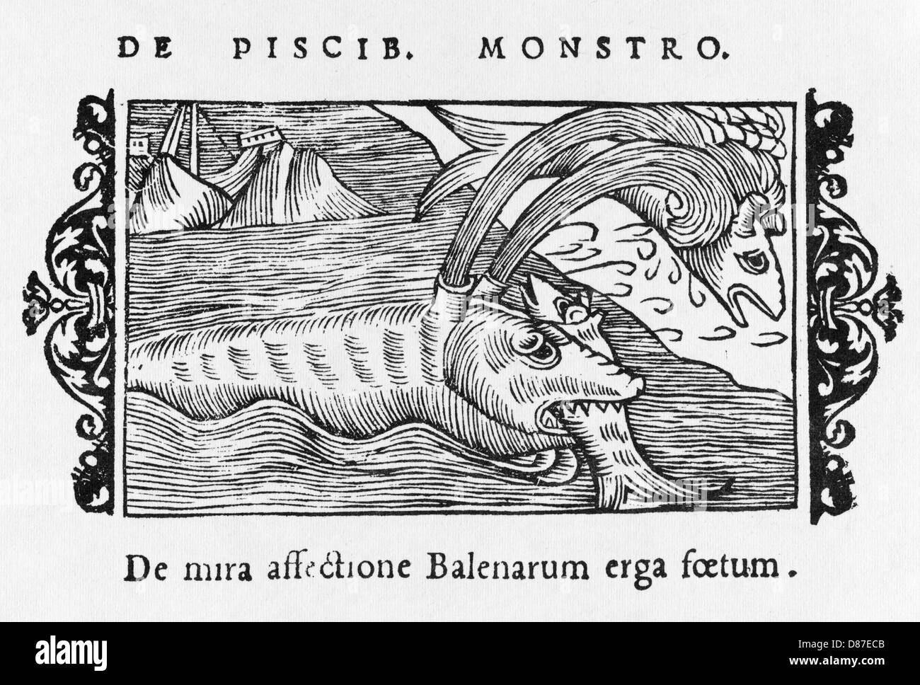 POISSON DE BALEINE/1555 Banque D'Images