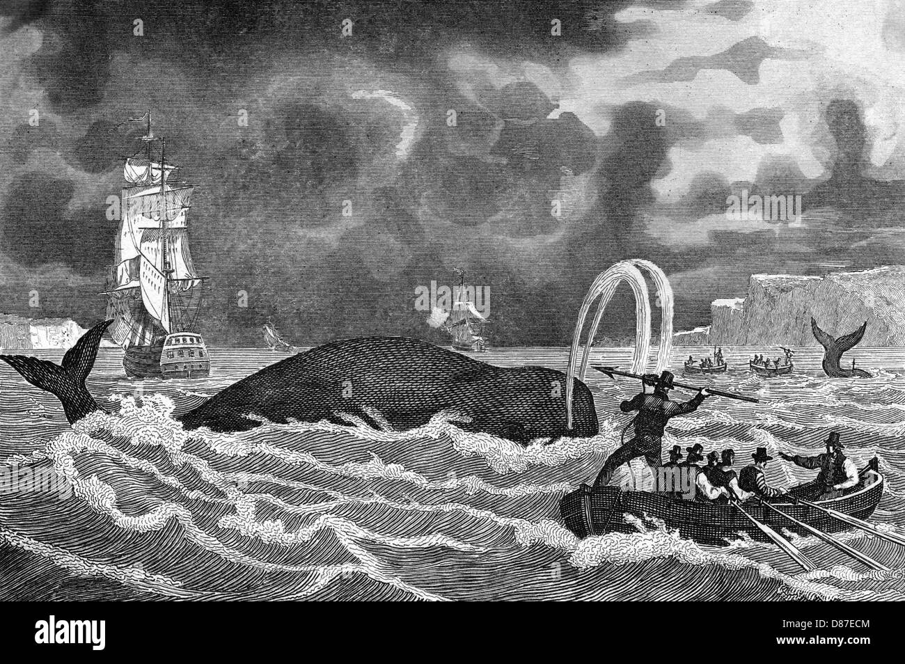 CHASSE À LA BALEINE AU CANADA Banque D'Images