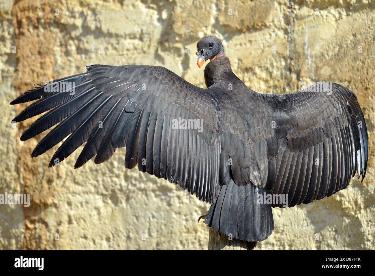 Libre de juvéniles de vautour pape (Sarcoramphus papa) superbe vue arrière des ailes, Banque D'Images
