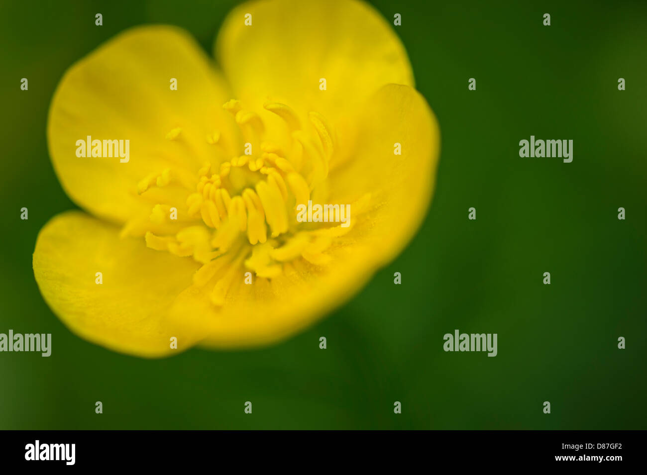 Fleurs sauvages JAUNE BOUTON D'OR Banque D'Images