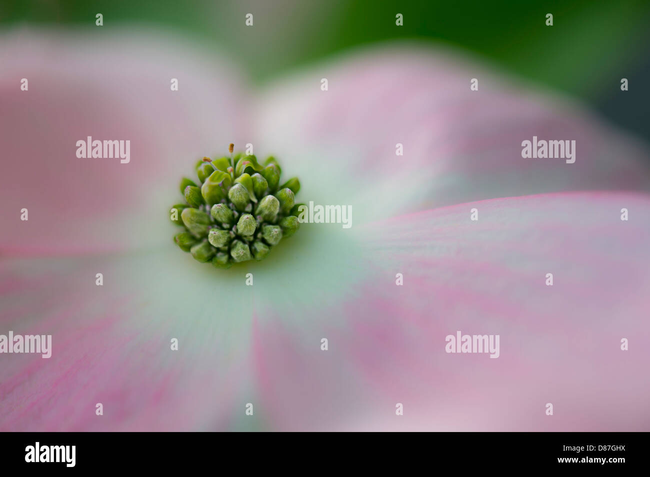 Détail de fleurs de cornouiller rose Banque D'Images