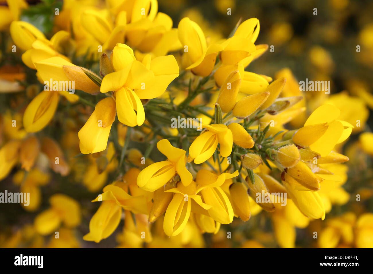 L'ajonc Ulex europaeus fleurs commun Banque D'Images