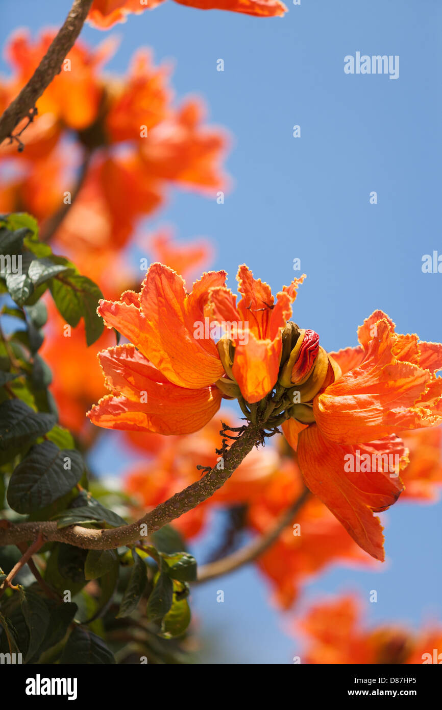 Spathodea campanulata tulipier d'Afrique Canaries Madère Banque D'Images