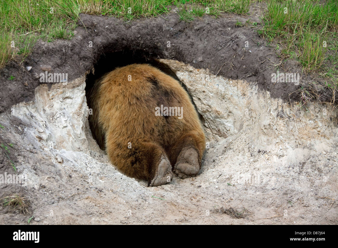 L'ours brun (Ursus arctos arctos) entre dans sa tanière, Suède Banque D'Images