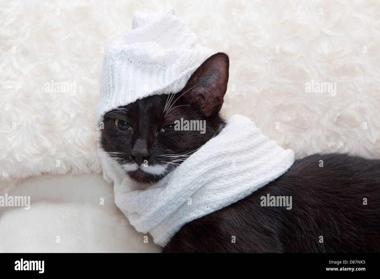 Chat noir avec écharpe et bonnet en laine Banque de photographies et  d'images à haute résolution - Alamy