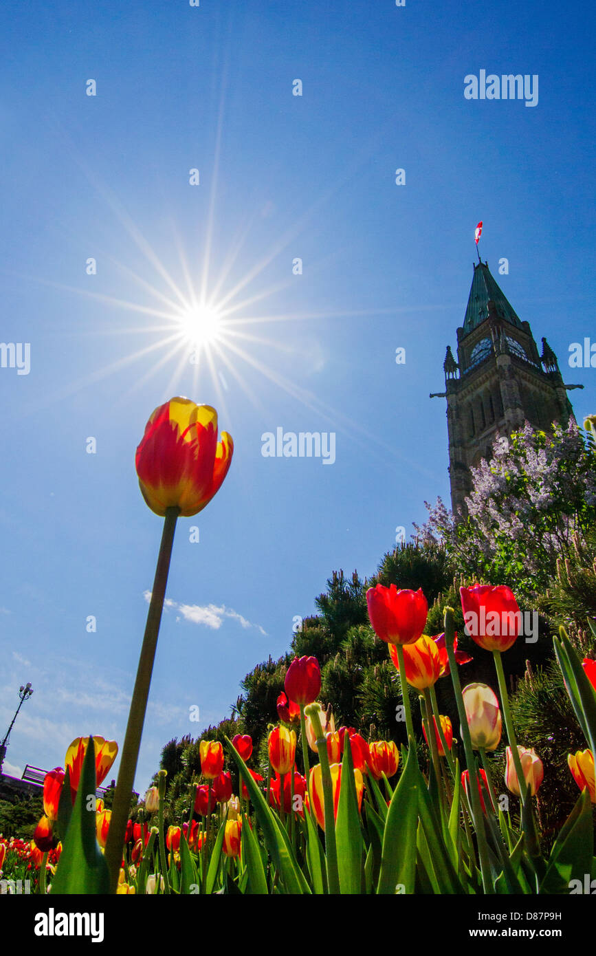 La tour de la paix sur la Colline du Parlement à Ottawa, Ontario au cours du Festival canadien des tulipes. Soleil spectaculaire sur l'arrière-plan. Banque D'Images