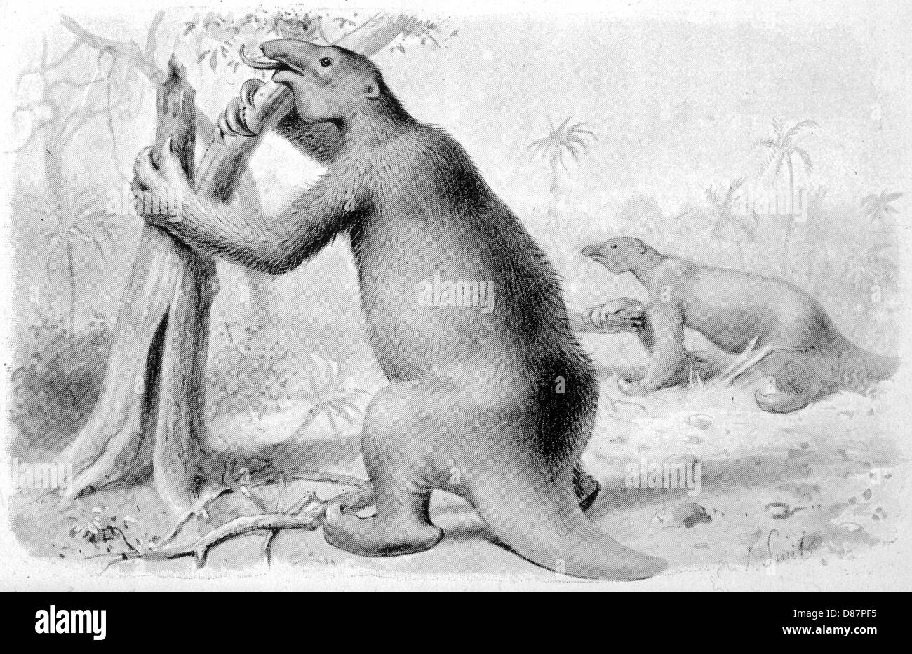 Megatherium éteint Banque D'Images