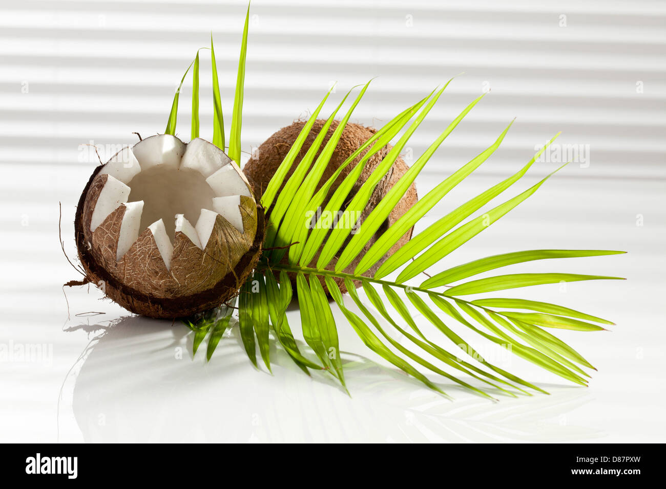 Avec Coco Palm leaf on white background, Close up Banque D'Images