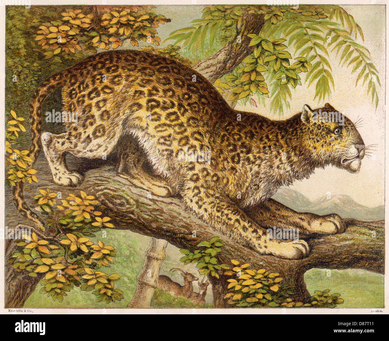 Kronheim Leopard Banque D'Images