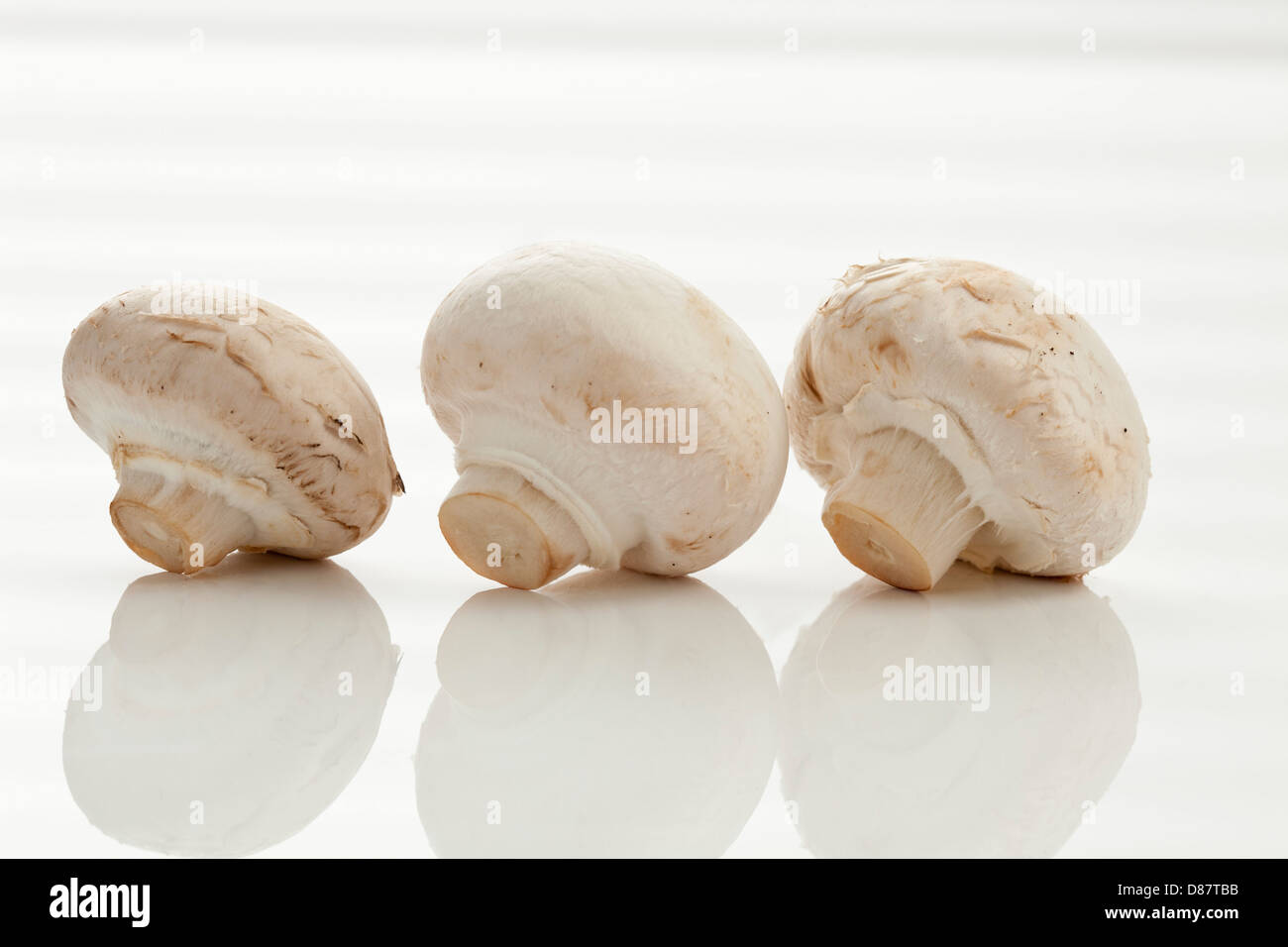 Rangée de champignons sur fond blanc, Close up Banque D'Images