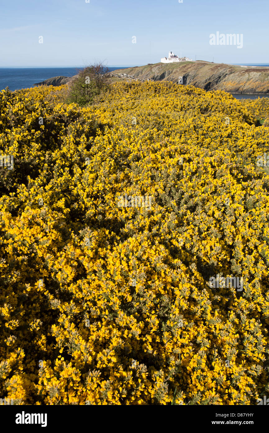 Le sentier du littoral du pays de Galles dans le Nord du Pays de Galles. Vue pittoresque de Porth, Eilian près de Llaneilian sur l'Anglesey. Banque D'Images