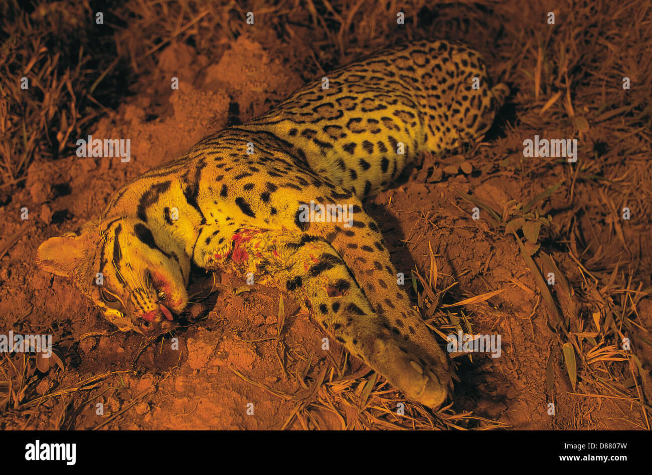 La chasse illégale, l'ocelot ( Leopardus pardalis mortes ou Felis pardalis ), également connu sous le nom de Leopard ou nain jaguatirica au Brésil Banque D'Images