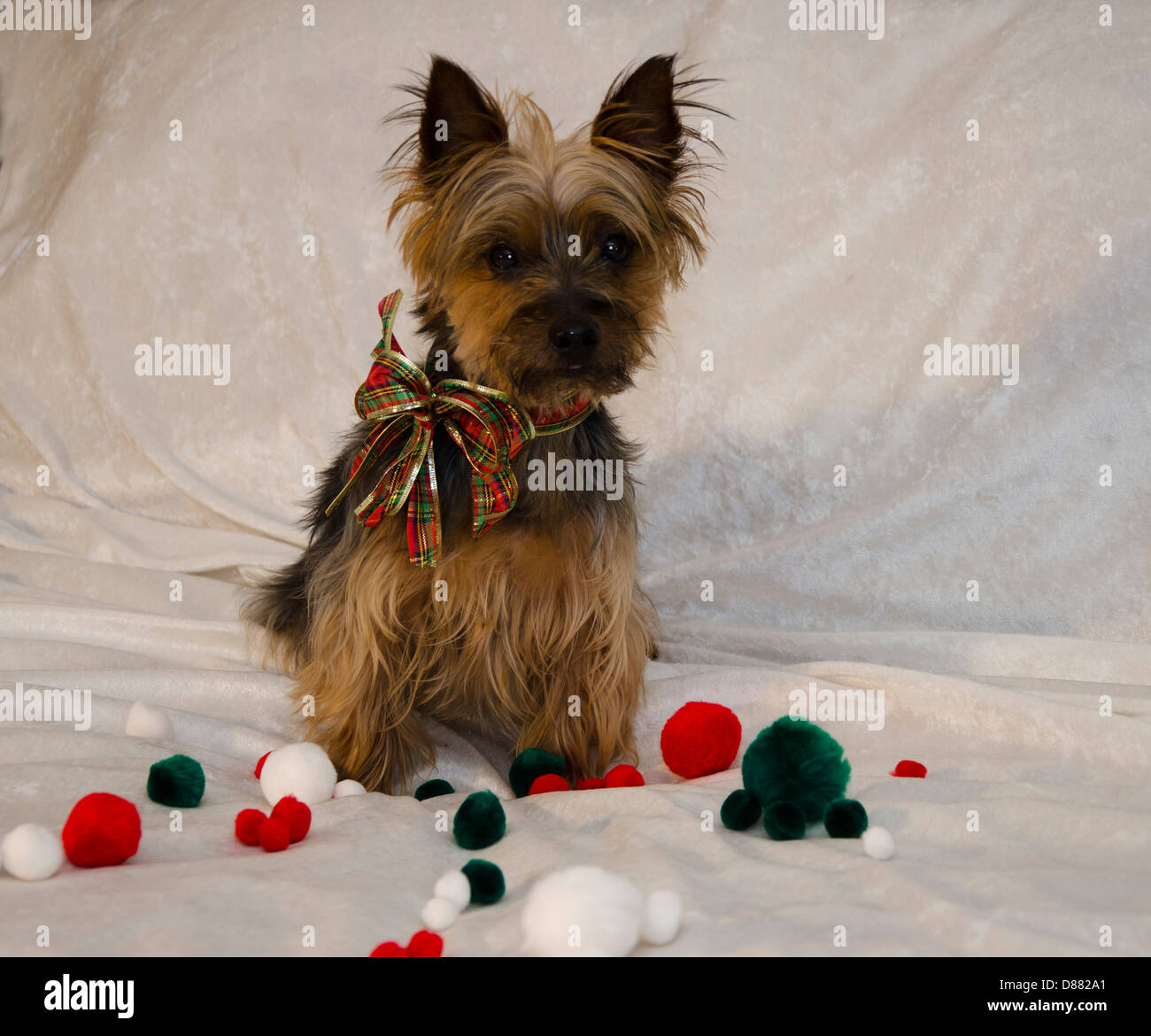 Cartes De Voeux Papeterie Personnalise Cheeky Yorkshire Terrier Yorkshire Anniversaire Noel Etc Carte Fetes Occasions Speciales Cartes De Voeux Papeterie Personnalise Cheeky Yorkshire Terrier Yorkshire Anniversaire Noel Etc Carte Fetes Occasions Speciales