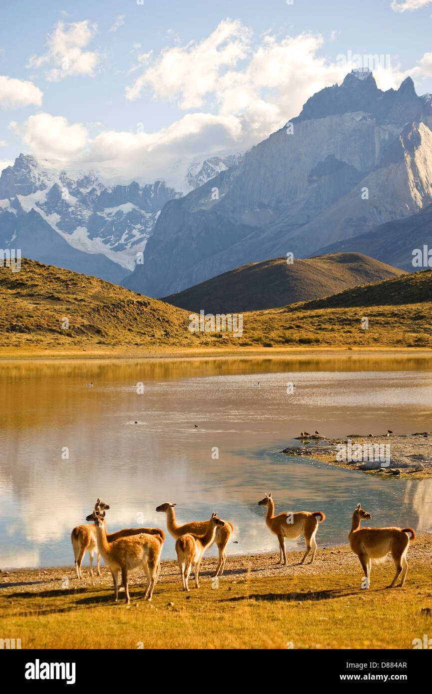 Parc National Torres del Paine, Chili Banque D'Images