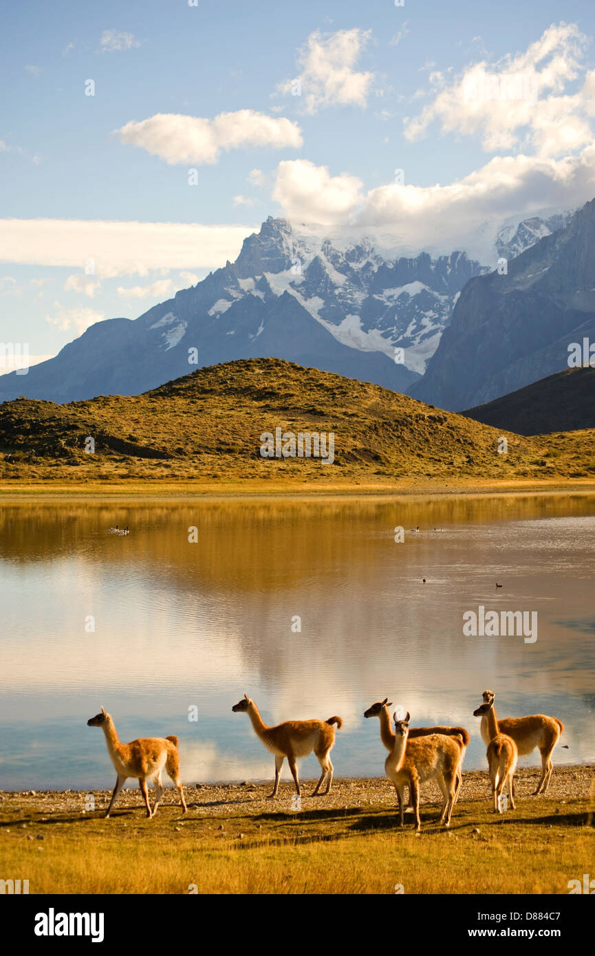 Parc National Torres del Paine, Chili Banque D'Images