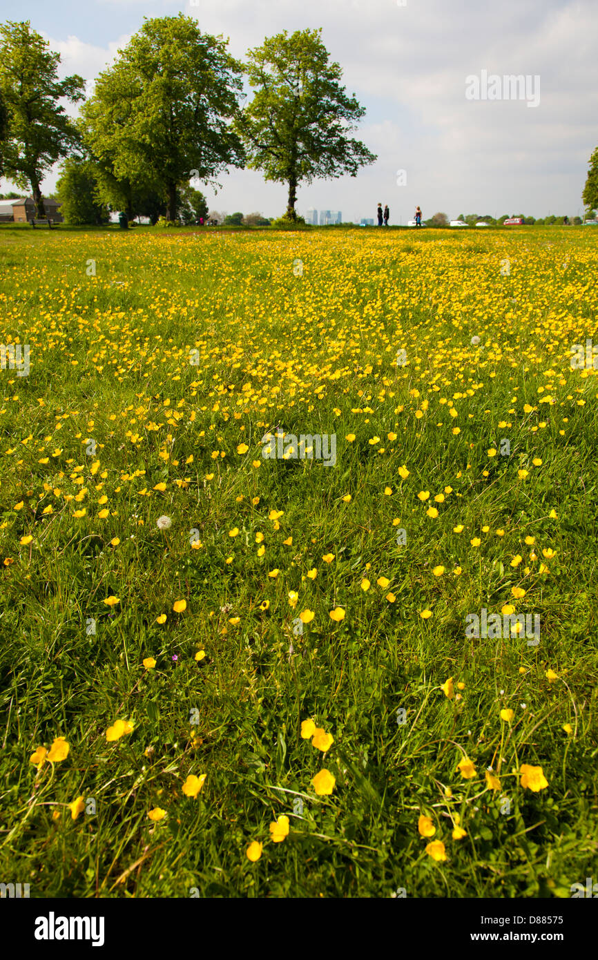 Renoncule renoncule bulbeuse probable (rununculus bulbosus), Blackheath, Londres, printemps Banque D'Images