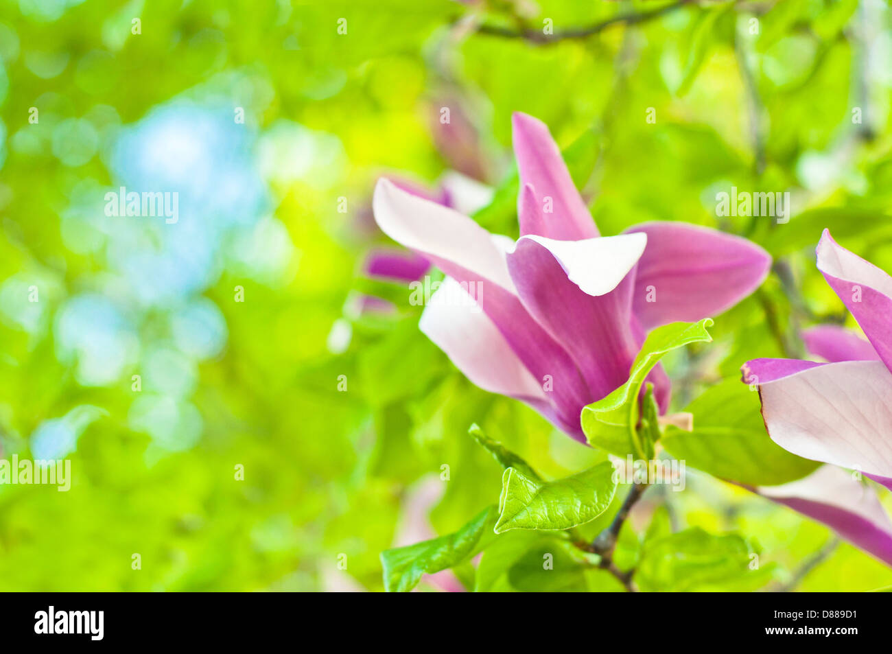 Fleur de Magnolia sur fond vert printemps, faible profondeur de champ. Banque D'Images