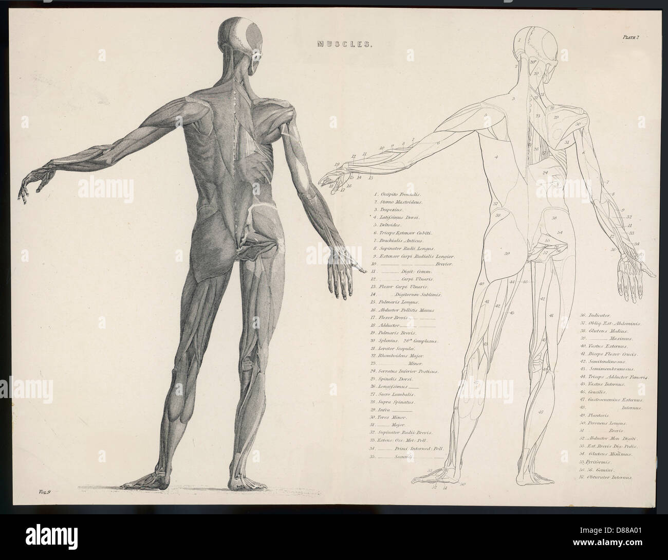 ANATOMIE/MUSCLES Banque D'Images