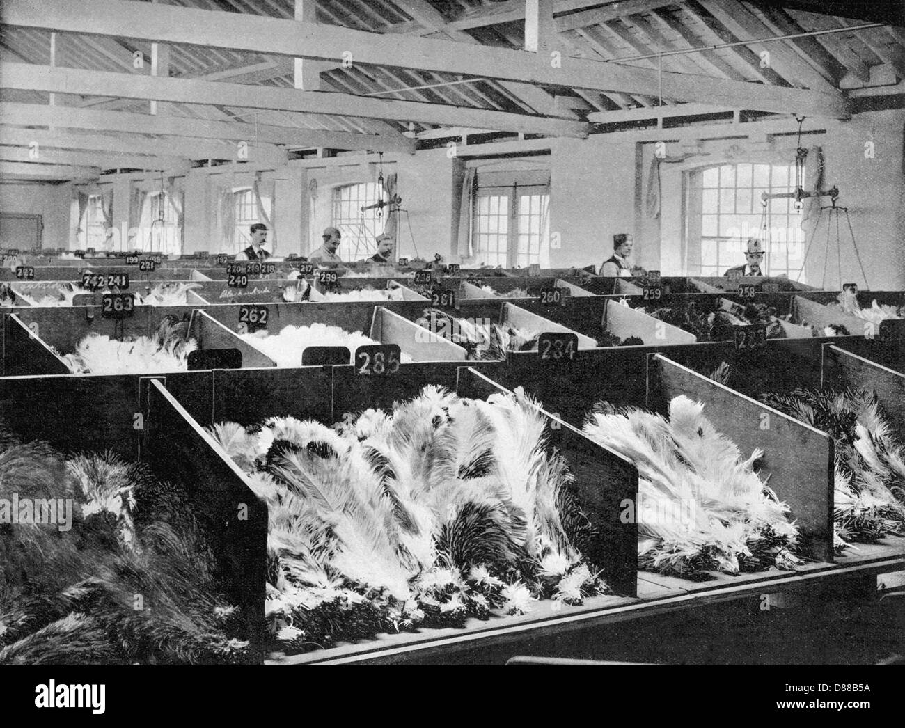 1901 plumes d'Autruche Banque D'Images