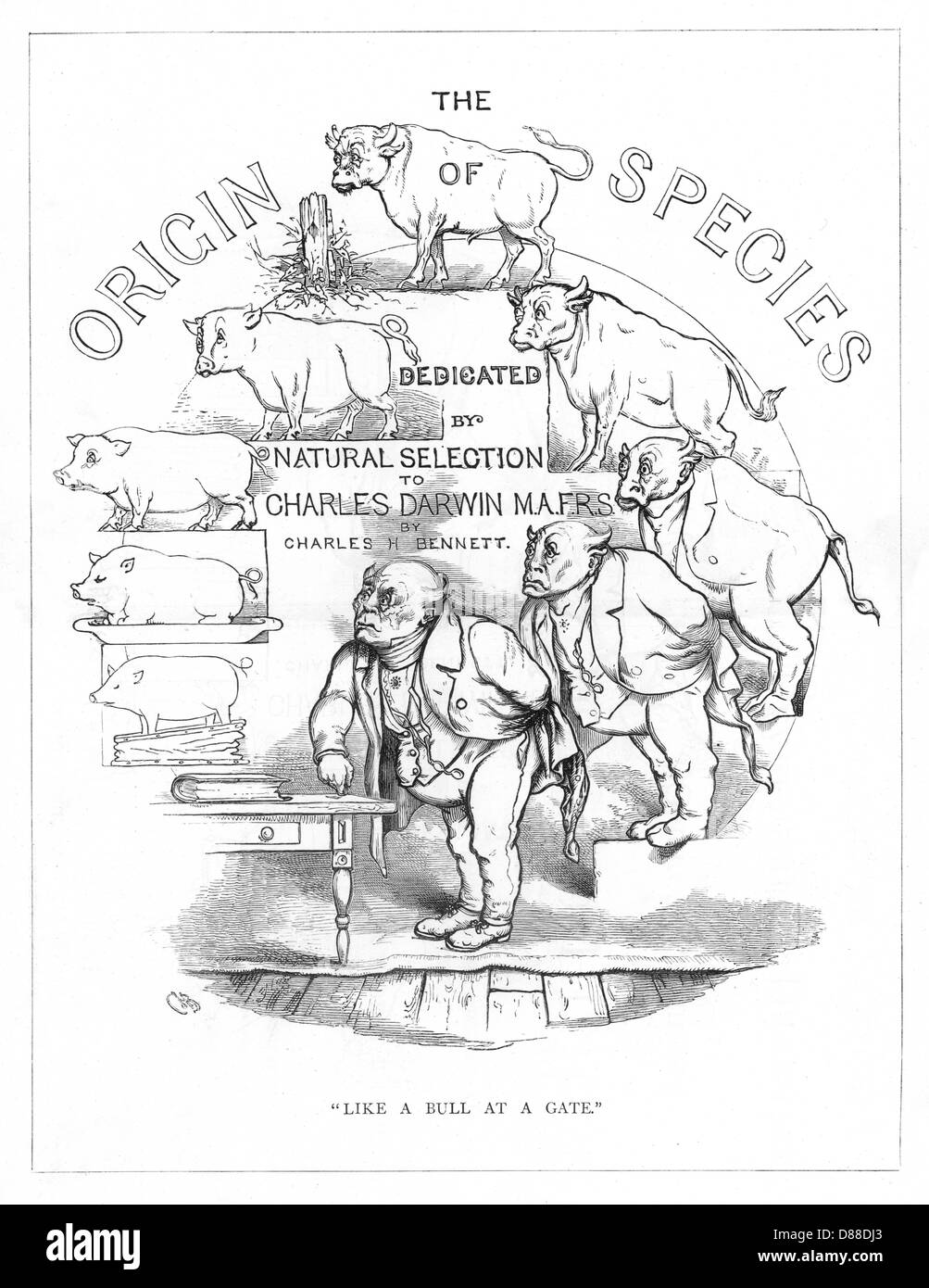 Espèces d'origine, CH Bennett, page de titre Banque D'Images