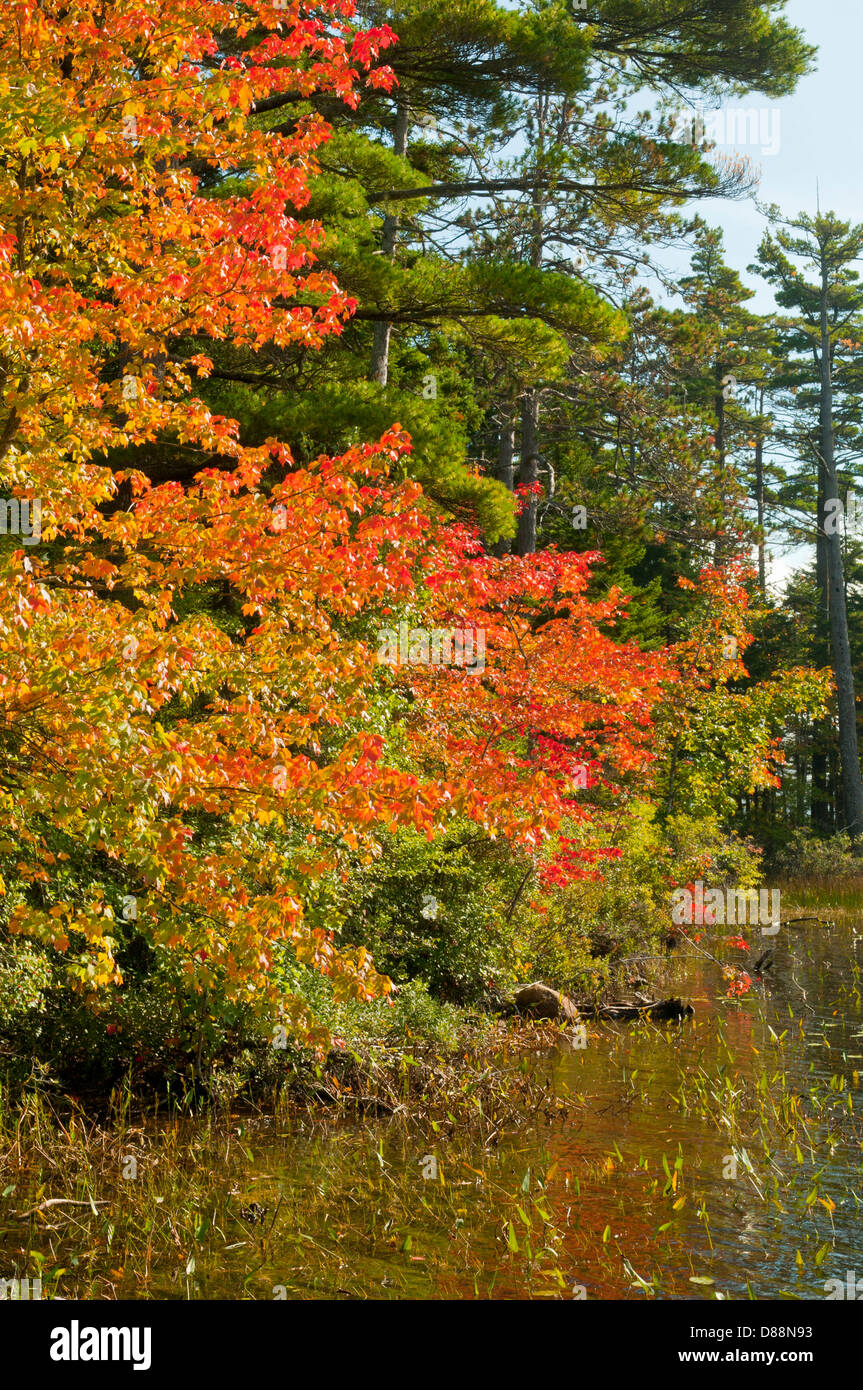 Feuillage d'automne à Eagle Lake, Acadia NP, Maine, États-Unis Banque D'Images