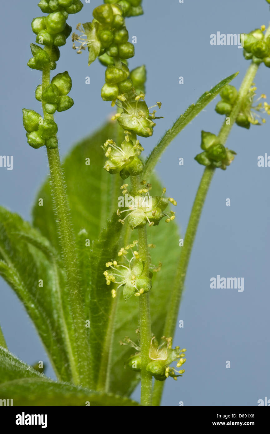 Fleurs de Dog's Mercury, Mercurialis perennis, Banque D'Images