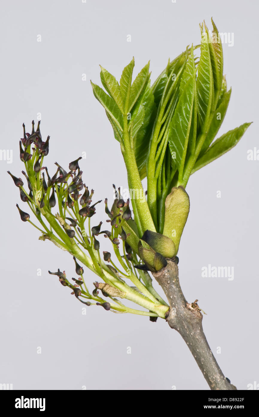 Les fleurs et les jeunes feuilles de frêne, Fraxinus excelsior, le bois au printemps Banque D'Images Les fleurs et les jeunes feuilles de frêne, Fraxinus excelsior, le bois au printemps Banque D'Images