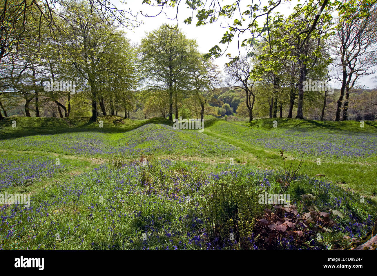 Floraison à jacinthes Blackbury Camp, un âge de fer Devon fort, avec des arbres en hêtre et chêne jeune feuille par un beau jour de printemps Banque D'Images