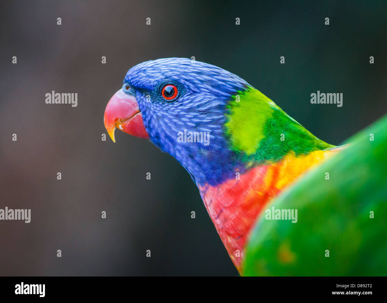 Arc-en-ciel de couleurs vives lorikeet portrait in profile Banque D'Images