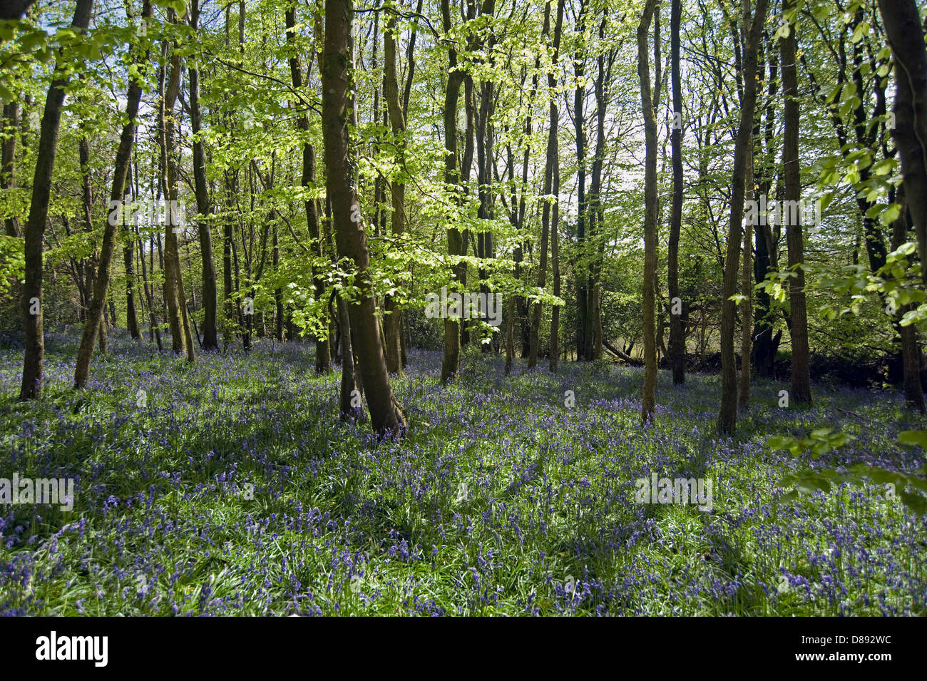 Floraison à jacinthes Blackbury Camp, un âge de fer Devon fort, avec des arbres en hêtre et chêne jeune feuille par un beau jour de printemps Banque D'Images