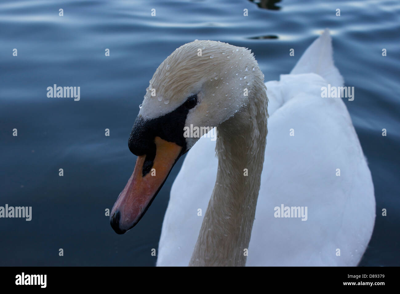 Dans le lac des cygnes Banque D'Images