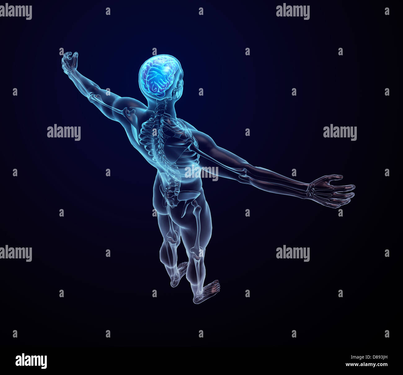 L'anatomie humaine illustration - système nerveux central avec un cerveau visible Banque D'Images L'anatomie humaine illustration - système nerveux central avec un cerveau visible Banque D'Images