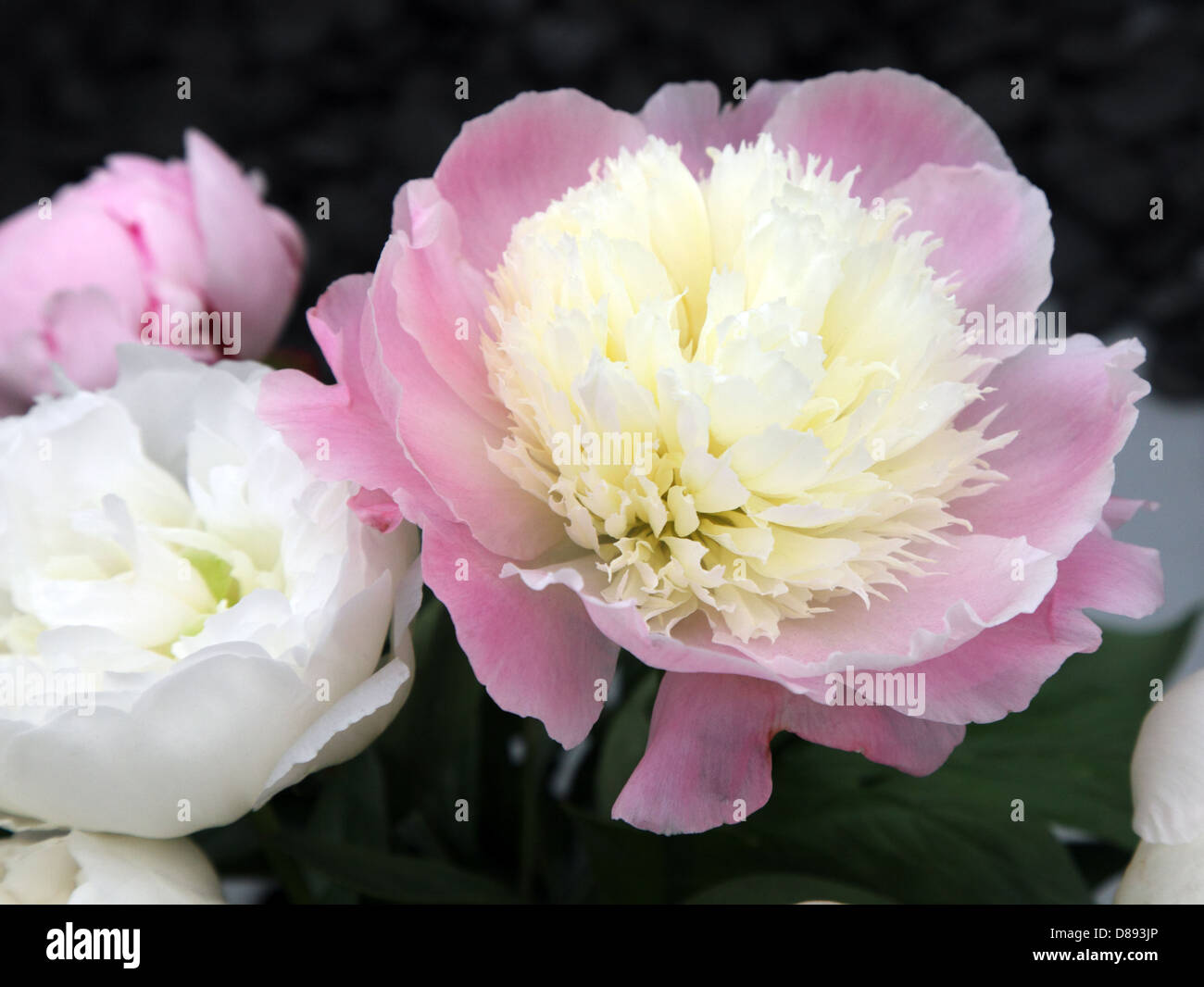 Paeonia touche de classe, illustré par Binnny au RHS Chelsea Flower Show 2013 Banque D'Images
