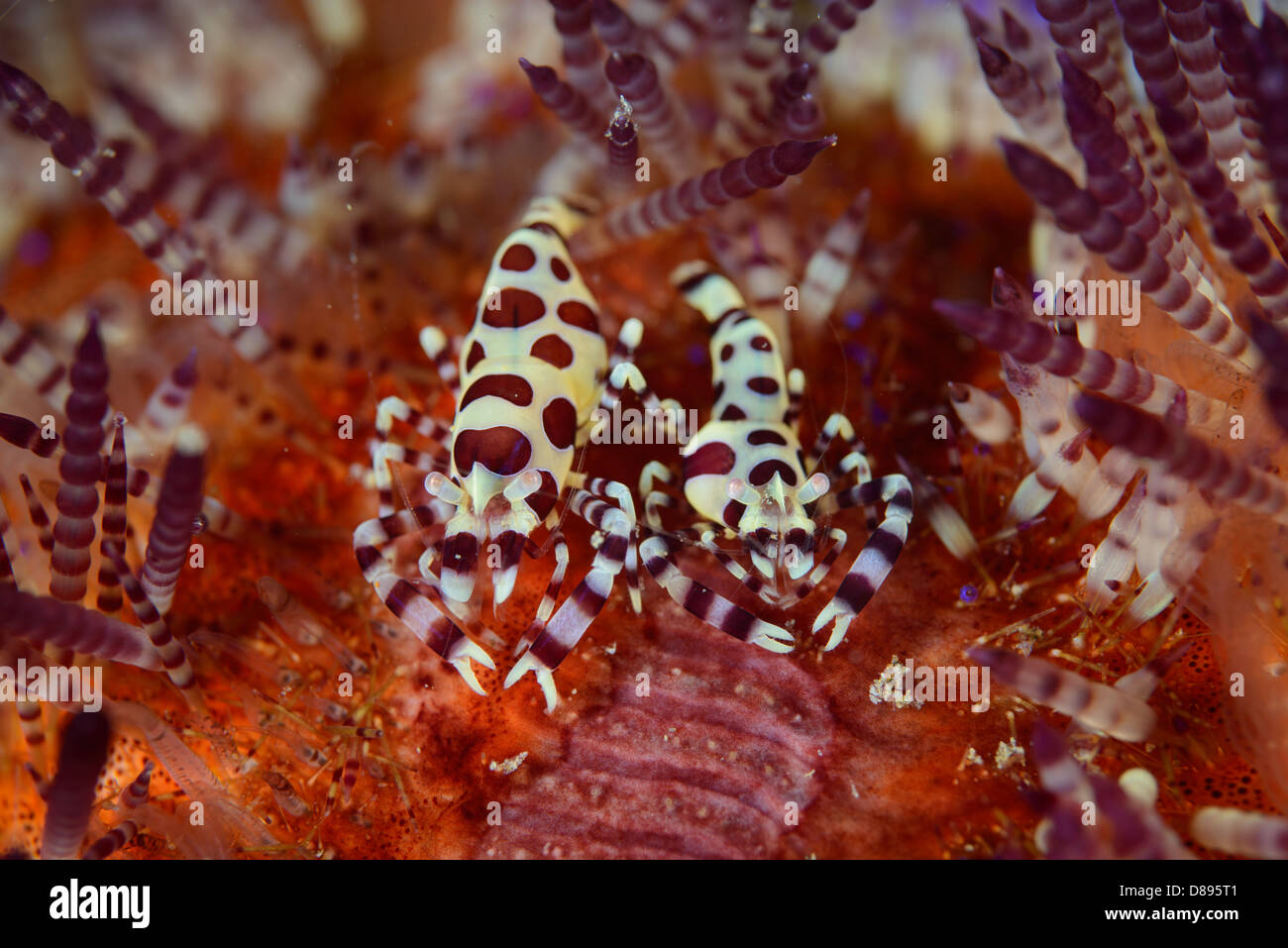 Une paire ou un couple de crevettes Periclimenes colemani Coleman. Ils vivent dans la variable fire sea urchin Asthenosoma varium Banque D'Images