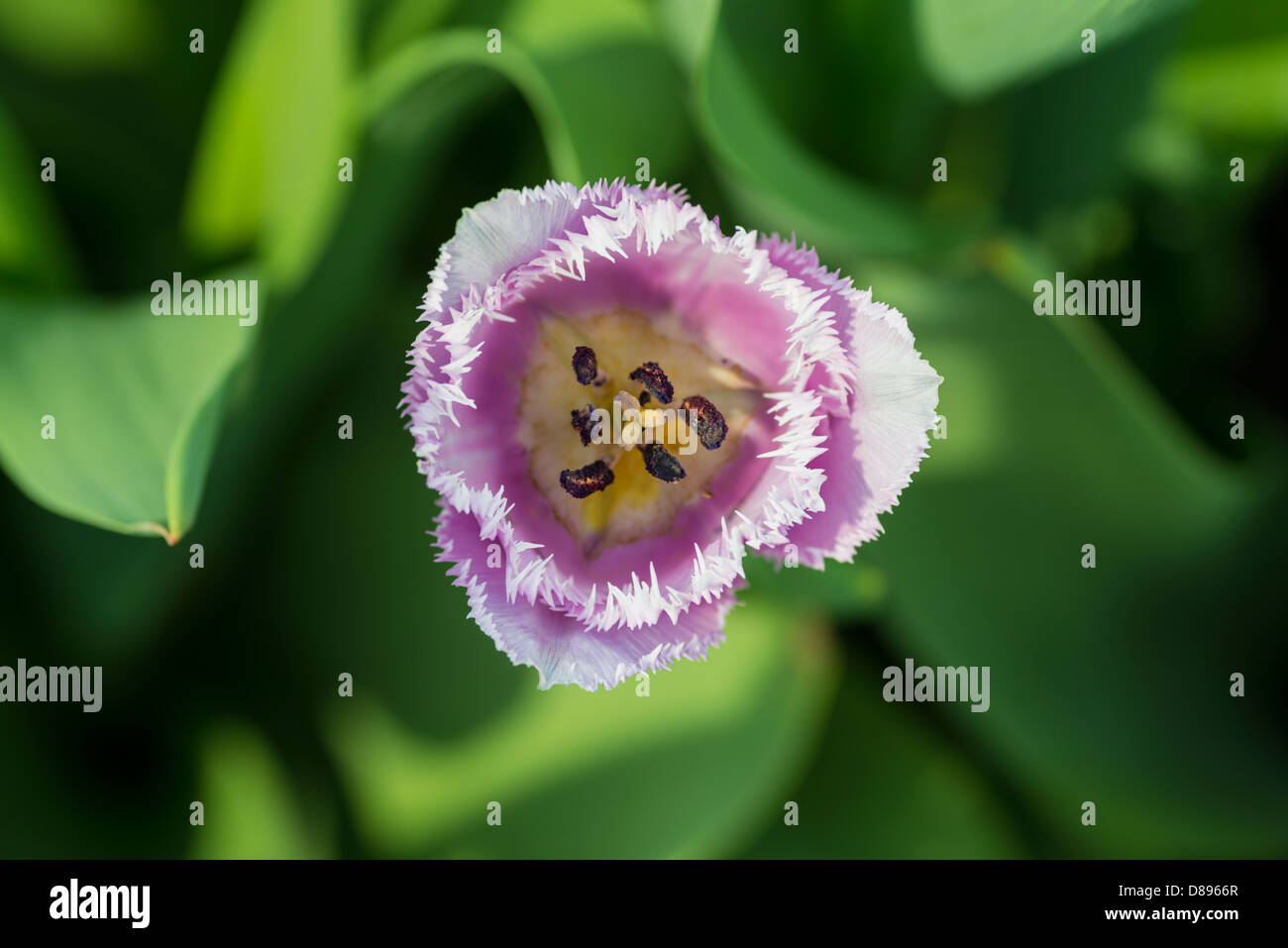 Fleurs : pourpre simple tulipe sur fond flou naturel faible, DOF, soft focus close-up shot. Banque D'Images