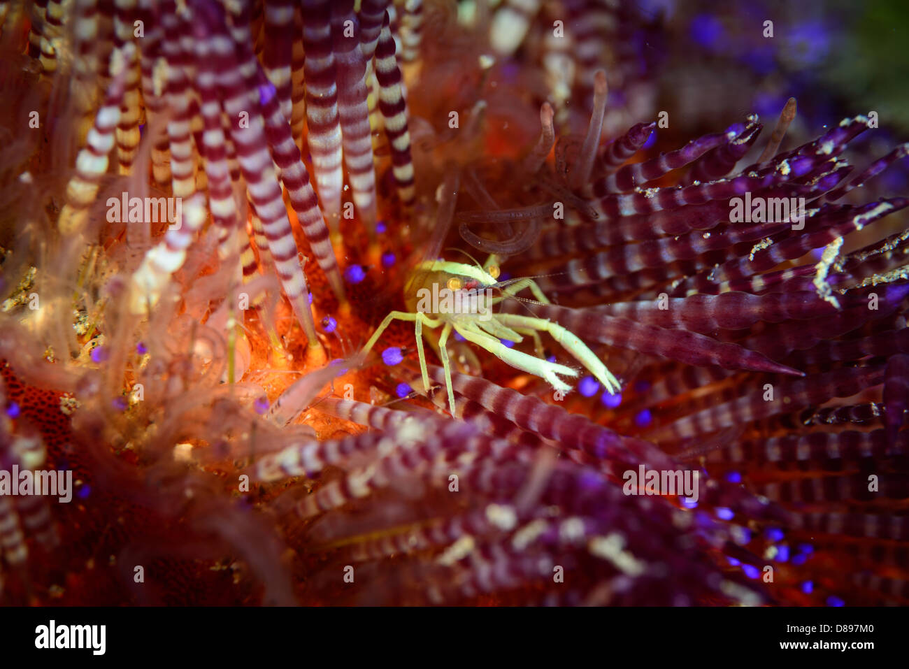 Brook à l'allopontonia brooki crevette oursin, un shrimpPalaemonidae commensaux qui vivent en association avec de l'oursin de feu Banque D'Images