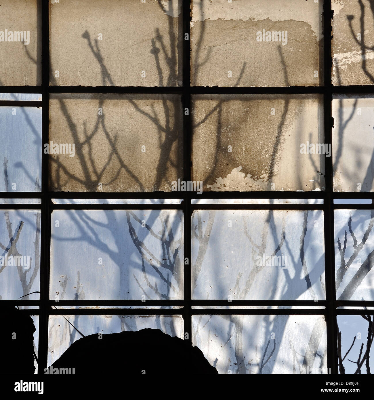 Lumière du soleil à travers la fenêtre brisée factory et de l'abrégé des branches d'arbre silhouette. Banque D'Images
