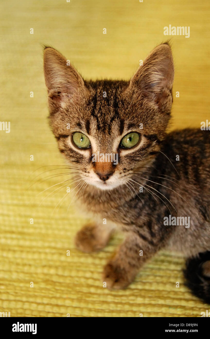 Chat Gris A Rayures Banque De Photographies Et D Images A Haute Resolution Alamy