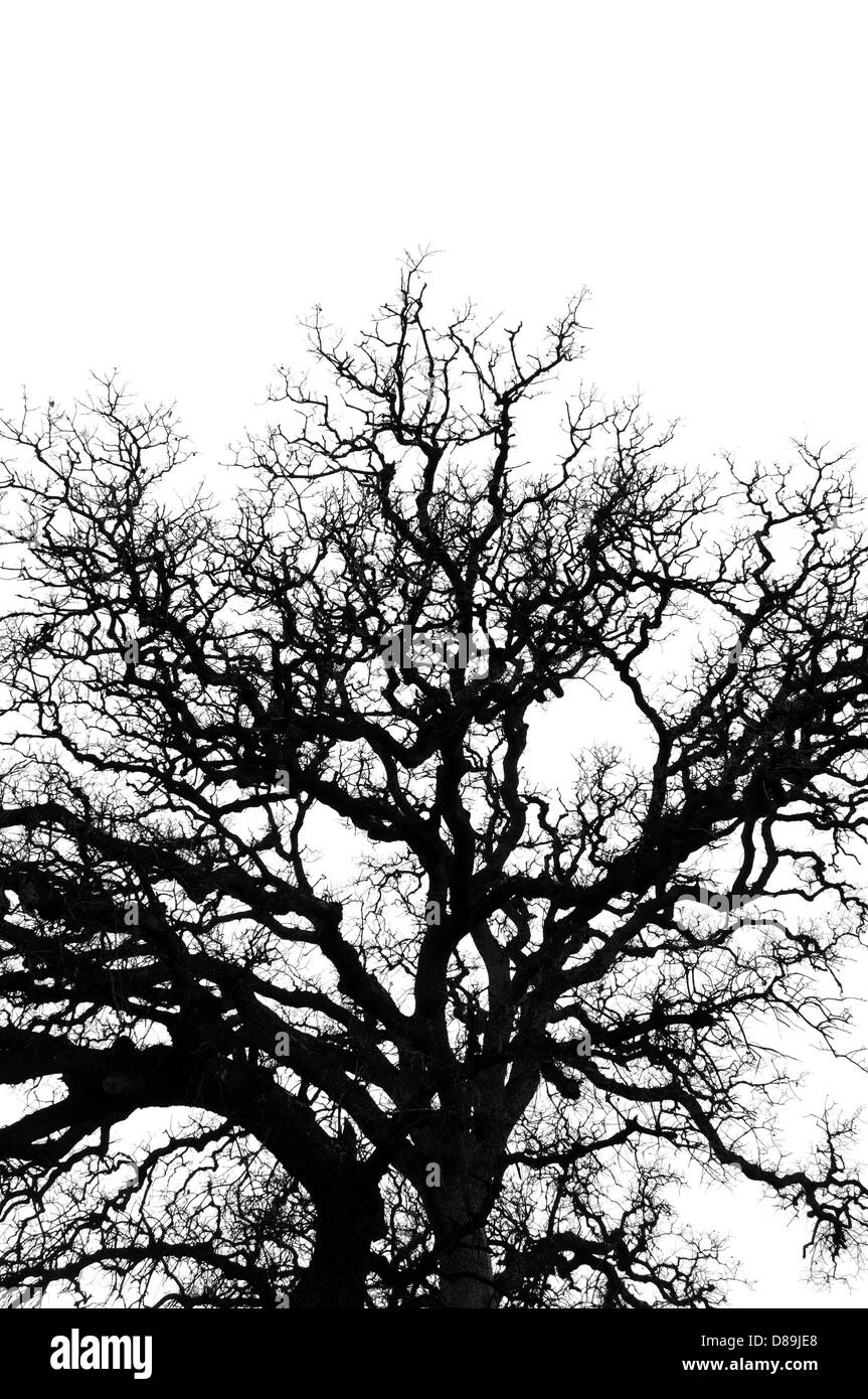 Les branches d'arbre de chêne silhouette sur fond blanc. La nature abstraite. Banque D'Images