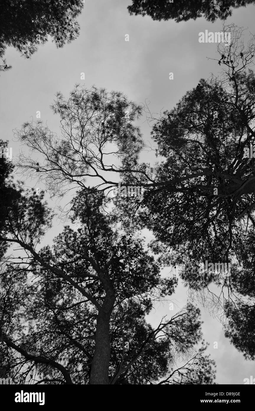 Pins dans une forêt. Noir et blanc. Banque D'Images