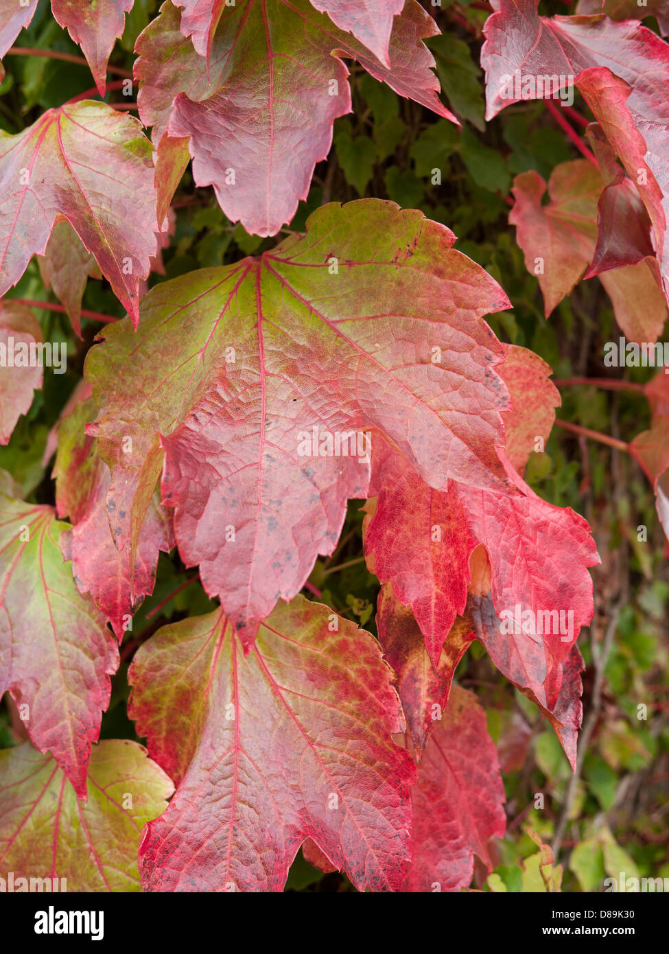 Close up photographie de Boston lierre, vigne vierge, lierre japonais, du Parthenocissus tricuspidata, vigne, escalade un mur. Banque D'Images