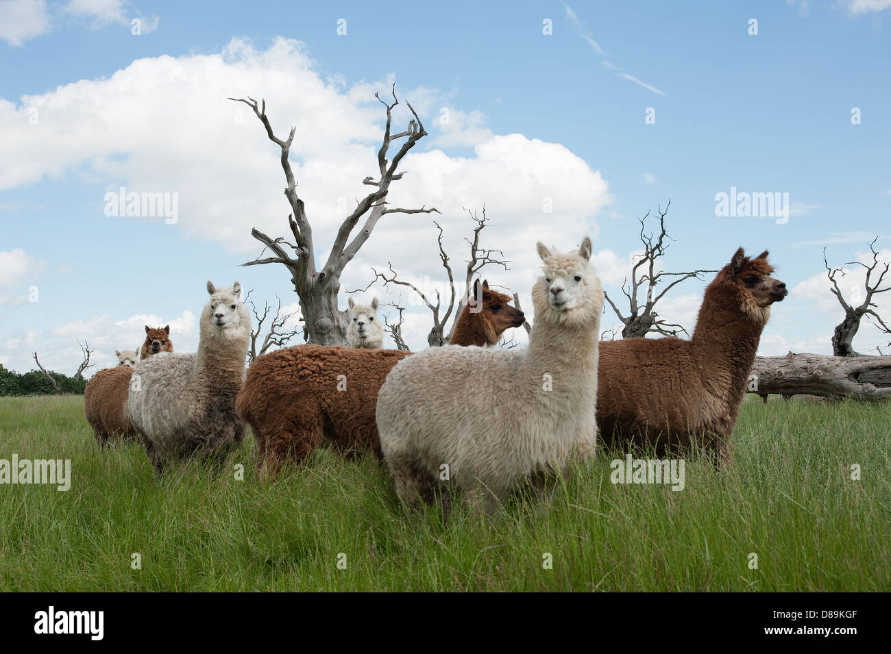 Les lamas et pétrifié Oaks près de Mundon Essex Banque D'Images