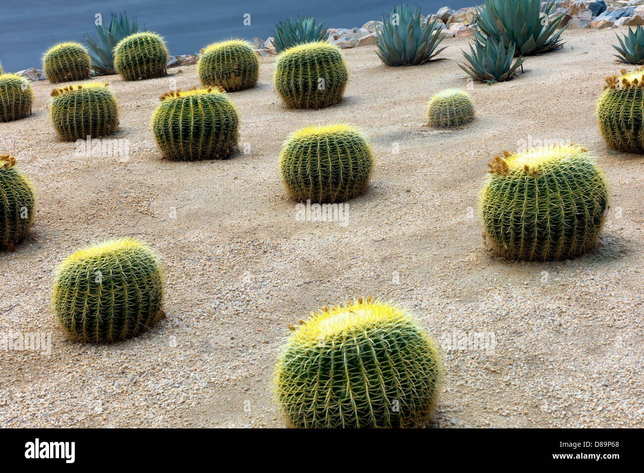 Le baril d'or jardin de cactus. Palm Springs, Californie Banque D'Images