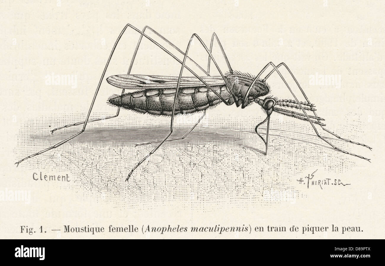 Les mordant un moustique Banque D'Images