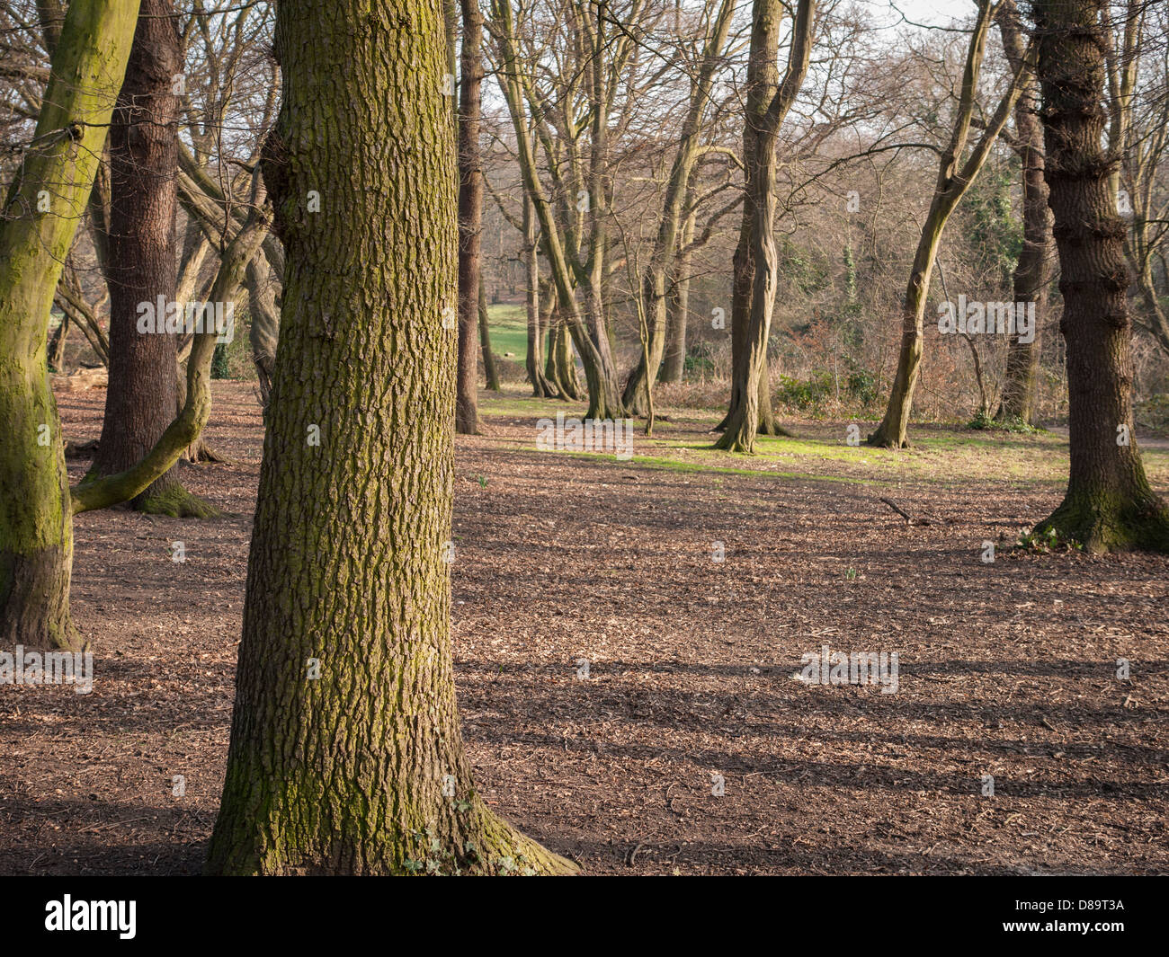 Londres, Hampstead Heath. Des arbres dans les boisés, Londres Hampstead Heath Banque D'Images