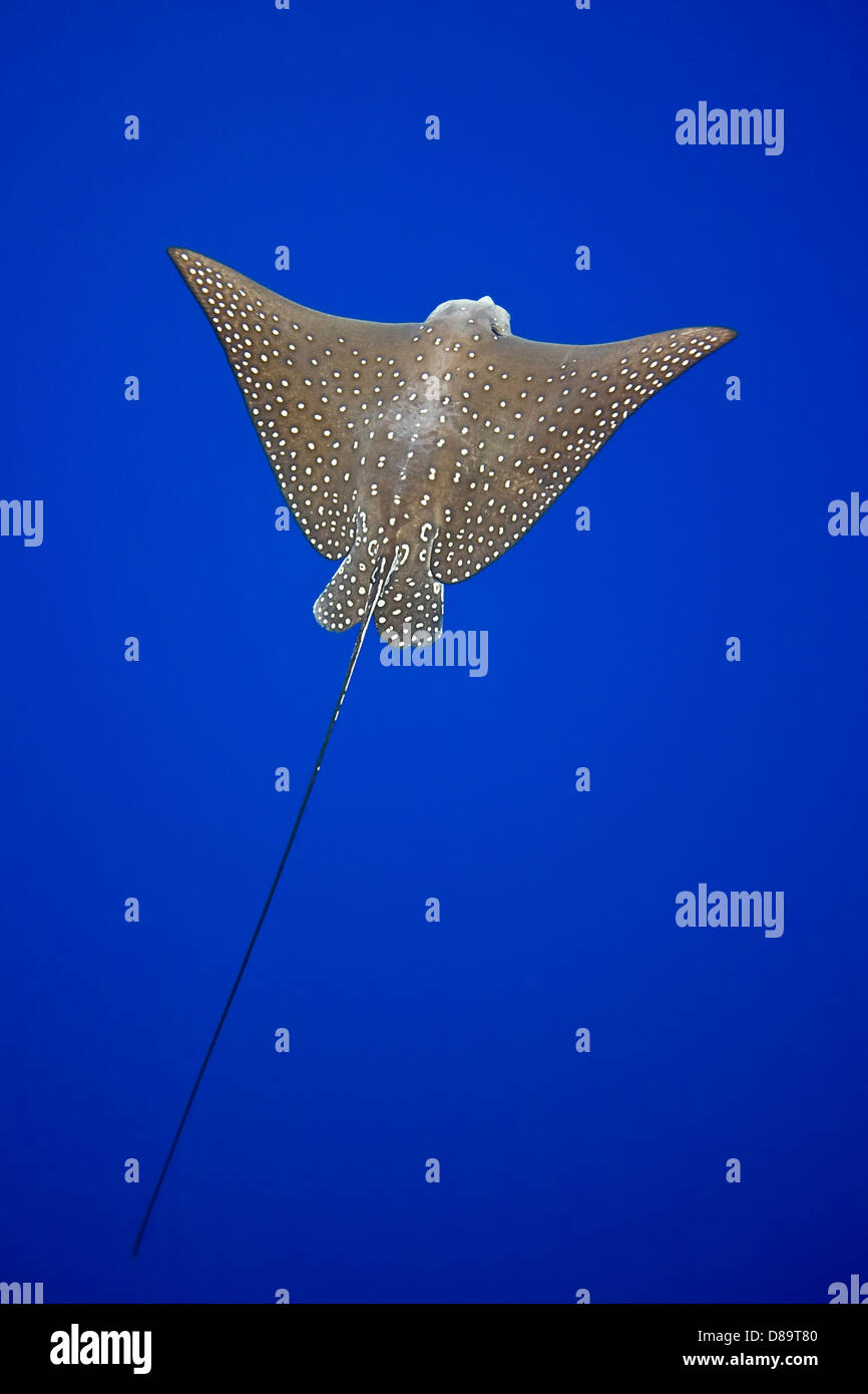 Spotted Eagle Ray, Aetobatus narinari, côte de Kona, Big Island, Hawaii, USA, l'Océan Pacifique Banque D'Images