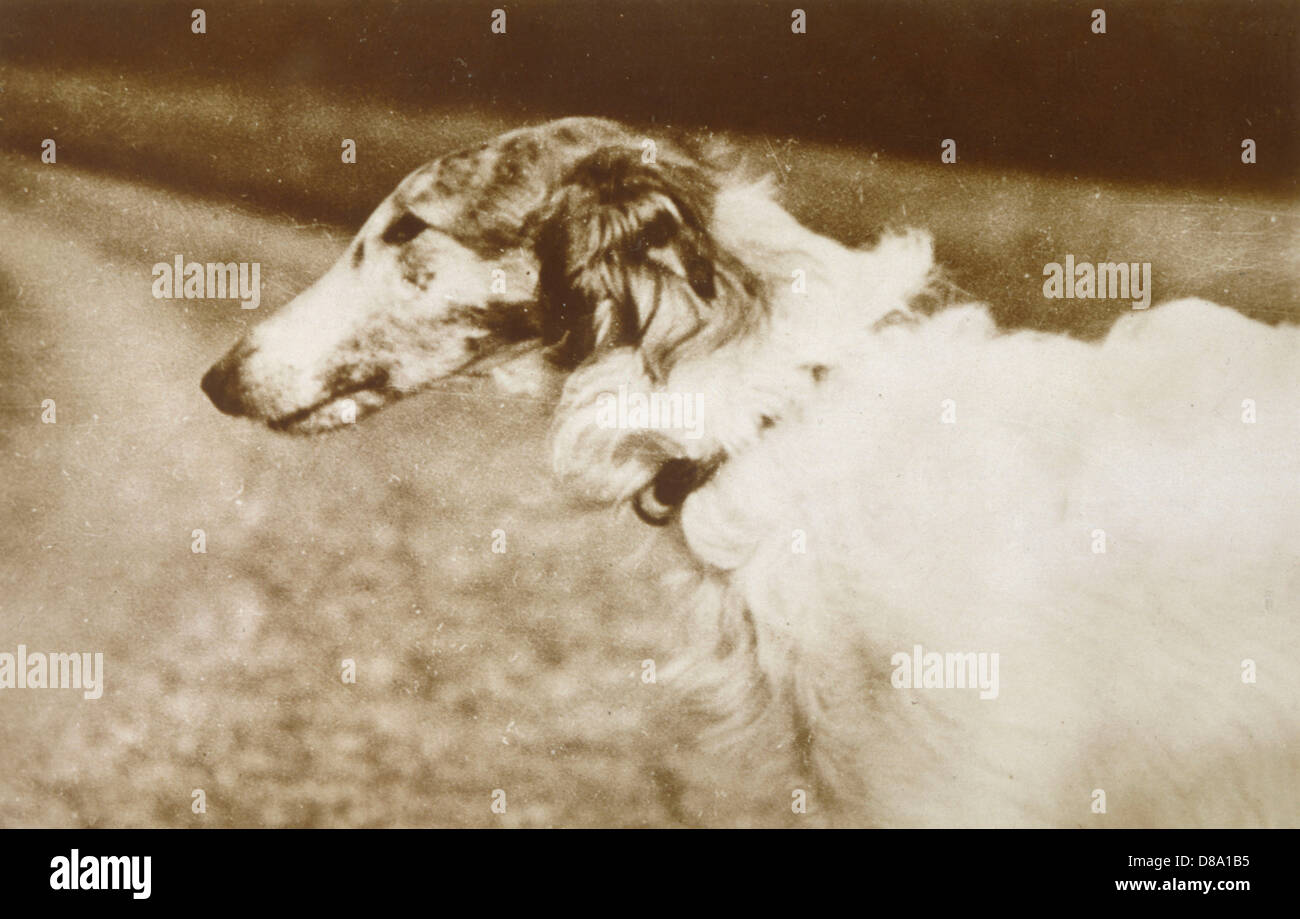 BORZOI/HEAD/1910 Banque D'Images